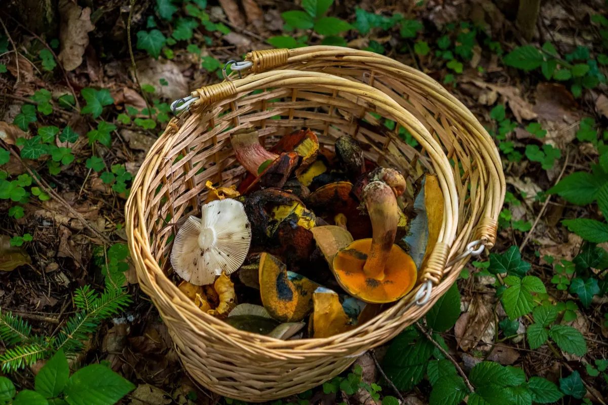 A Seasonal Guide to Foraging on UK Country Walks